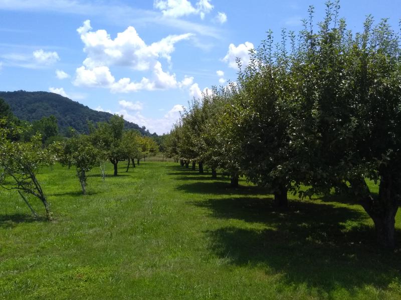 Roy’s Orchard & Fruit Market